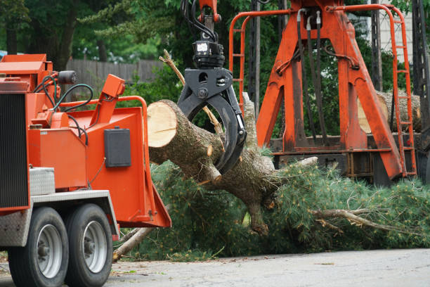 How Our Tree Care Process Works  in  Harrisville, WV